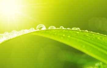 A green leaf with water droplets in the sun.